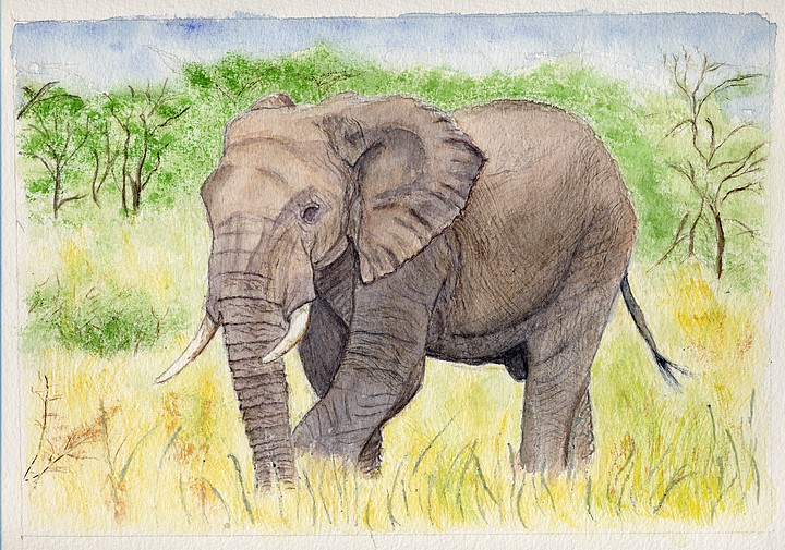 Eléphant de Tanzanie - Aquarelle de Christiane Rau