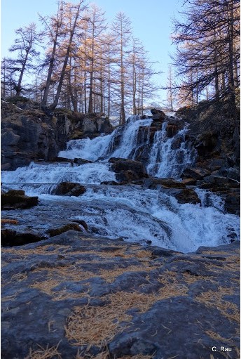 Les aiguilles d'or tapissent les rochers sous la cascade de Fontcouverte
