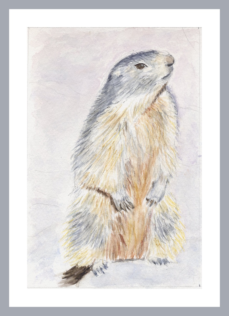 Marmotte à Fontcouverte - © Christiane Rau  04/2021