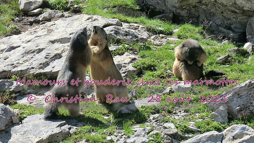 Mamours et bouderie chez les marmottes - ©  Christian Rau  2021-08-28
