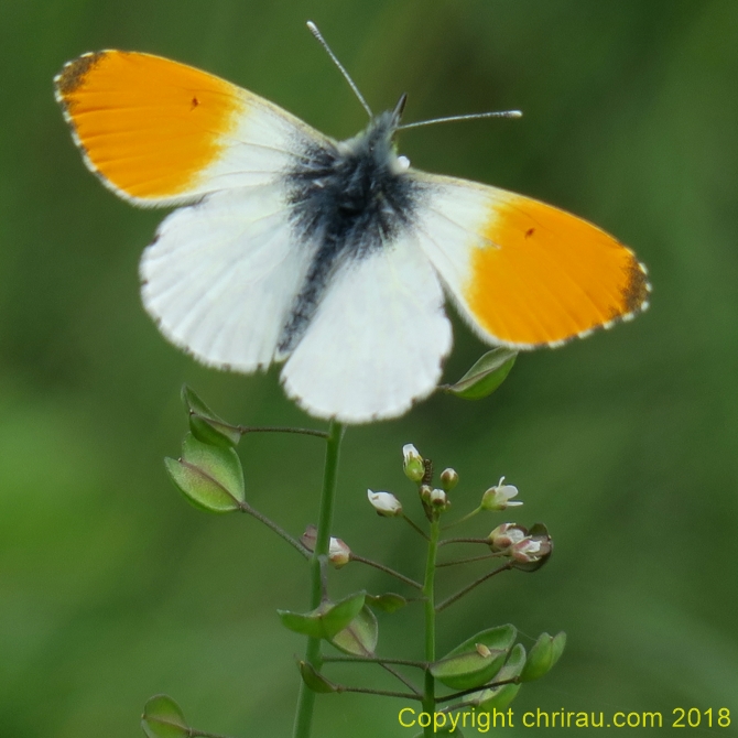 Papillon Aurore aux Arras - C. Rau 06/2018