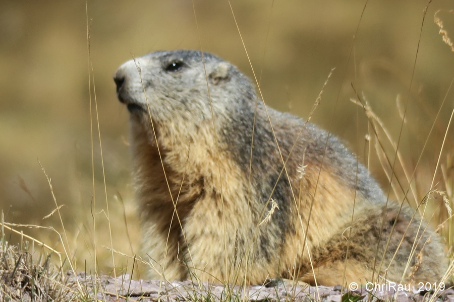 Marmotte des Rochilles - © C. Rau 2019-09