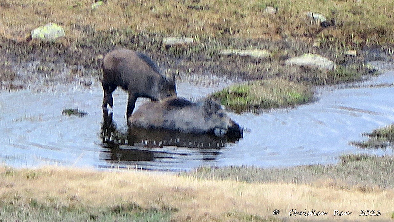 Cochons sauvages vers le lac Long des Muandes   - C. Rau  2021