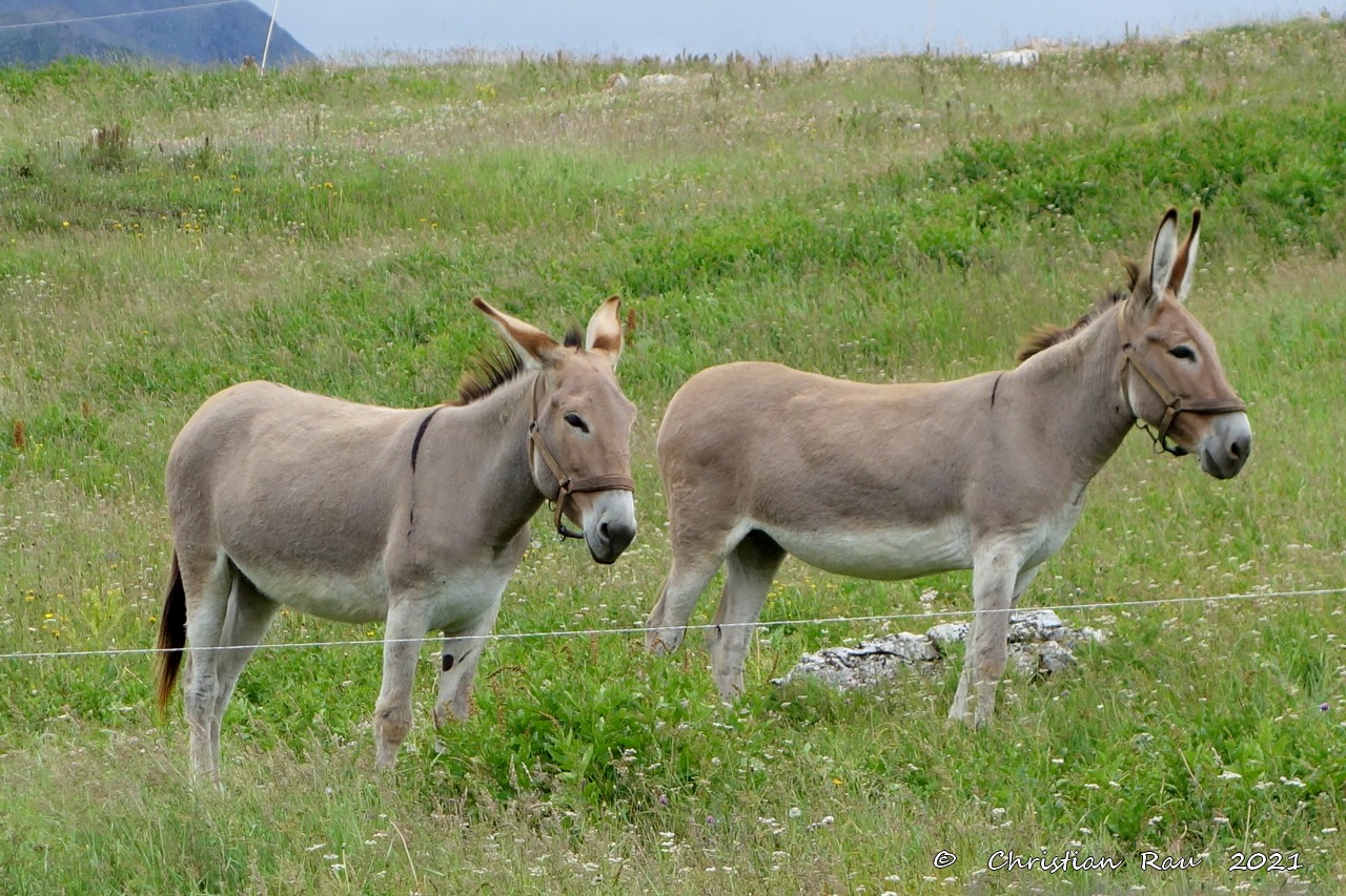 Les ânes de la bergerie des Thures   -  C. R.   - 07.2021
