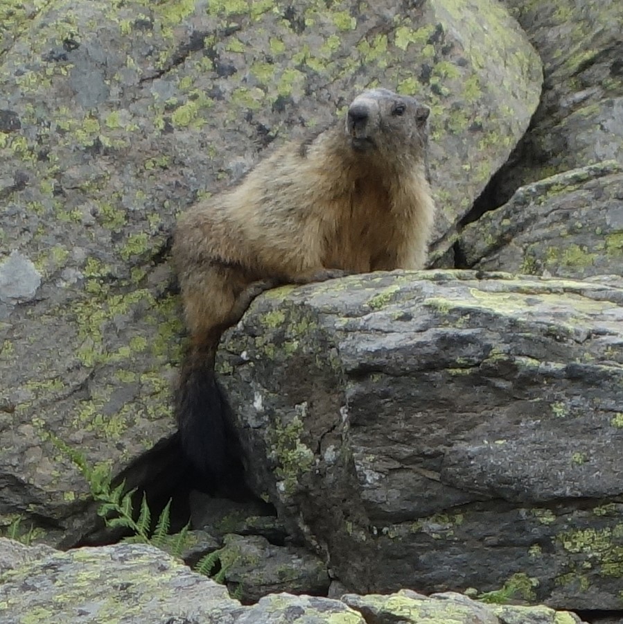 Marmotte - © C. Rau 2015