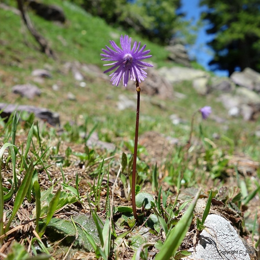 Soldanelle (clochette des Alpes) - primulaceae - juin 2016 - © C. Rau