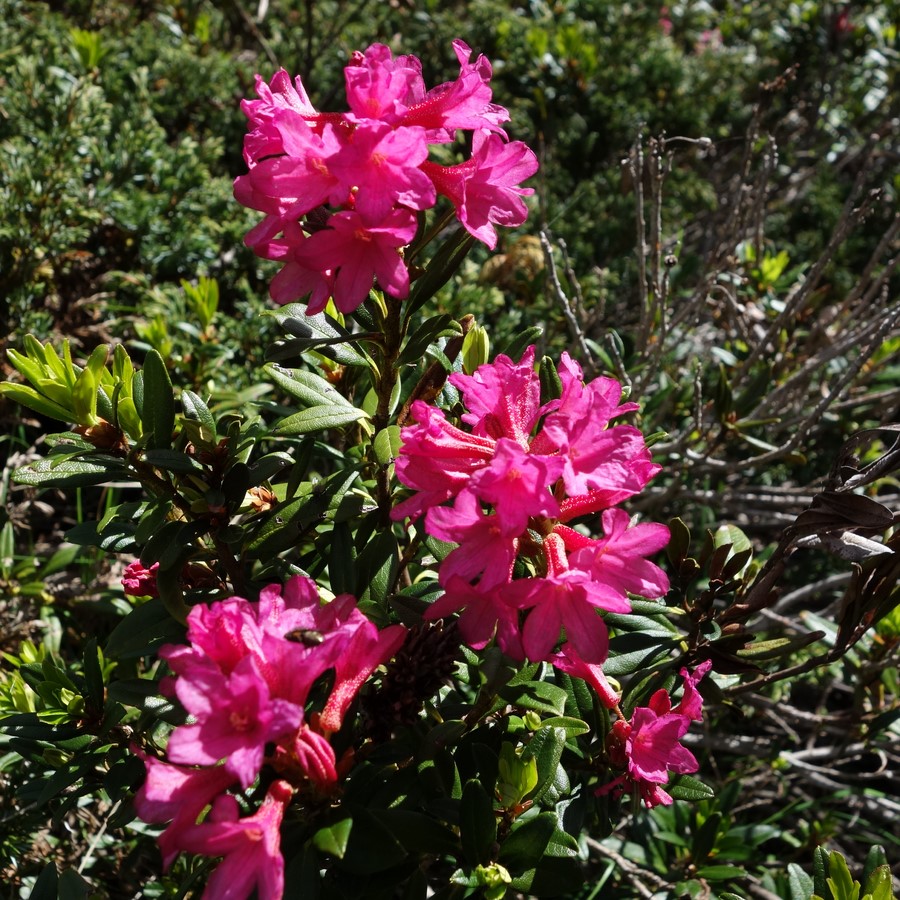 Rhododendrons, juin 2016 - © C. Rau