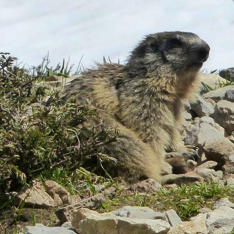 Marmotte ébouriffée du printemps - © C. Rau 2017