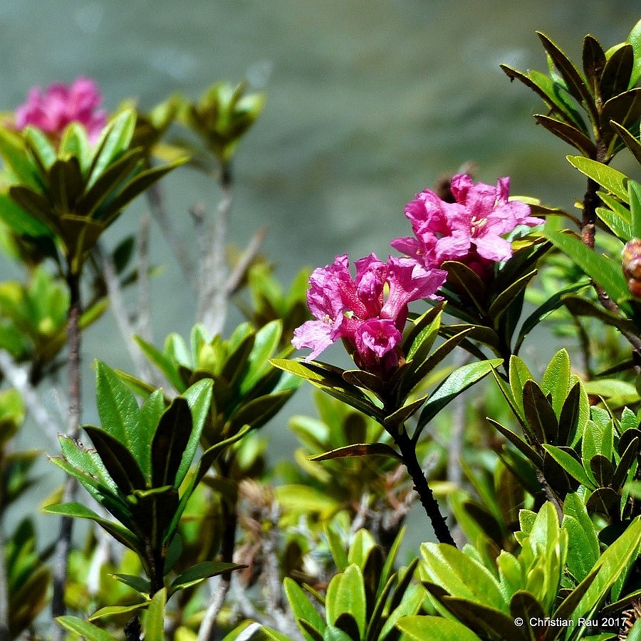 Rhododendrons (Ericaceae) en juin 2017 - © C. Rau