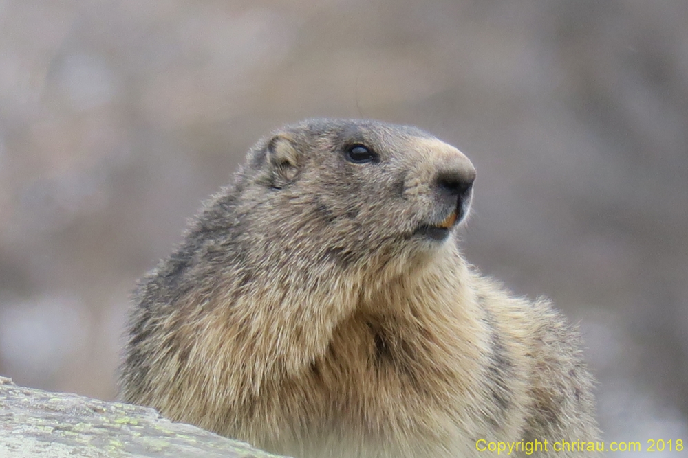 Marmotte à Laval, C. Rau 05/2018