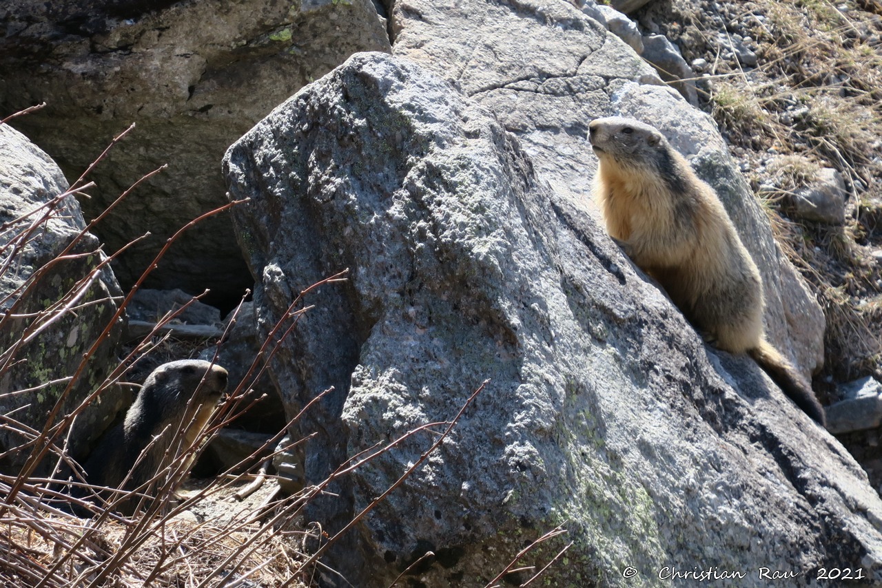 Marmotte vers Fontcouverte   ©  C. Rau   2021