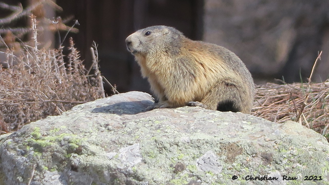 Marmotte vers Sainte-Anne   ©  C. Rau   2021