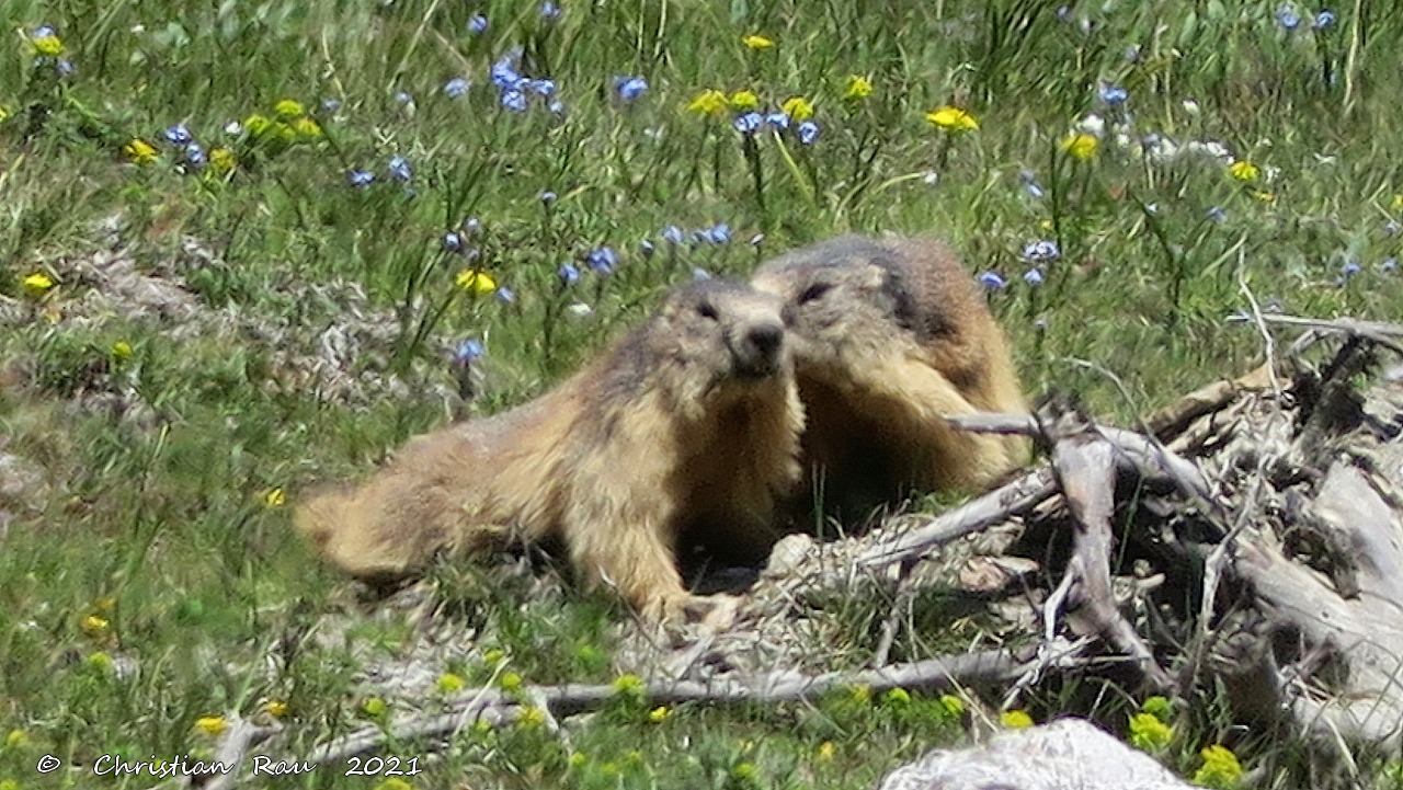 Confidences de marmottes joueuses aux Acles   ©  C. Rau   2021