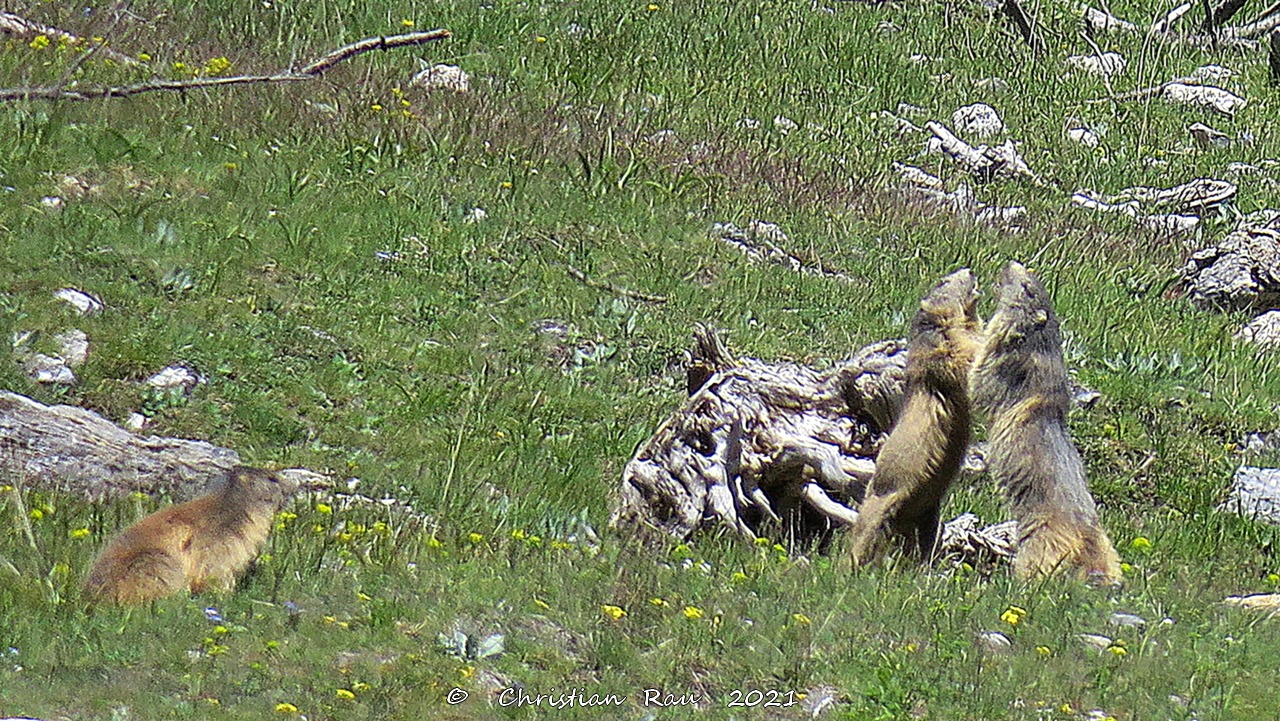 Marmottes joueuses aux Acles   ©  C. Rau   2021