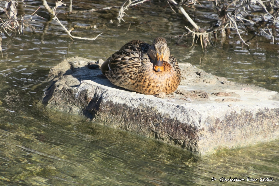 Sieste ensoleillée sur une pierre de la Clarée - ©  C. Rau  février 2023