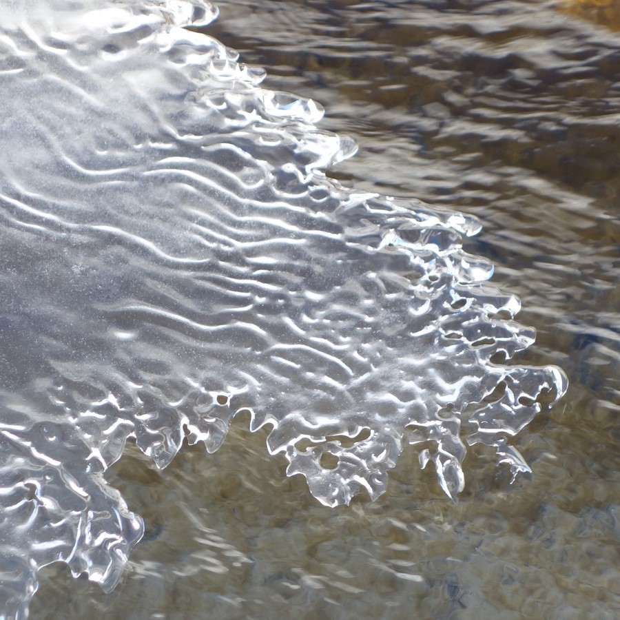 Feuilles de glace dans le courant (torrent du Vallon) - C. Rau 2016