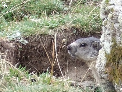 L'une des nombreuses marmottes de la vallée...