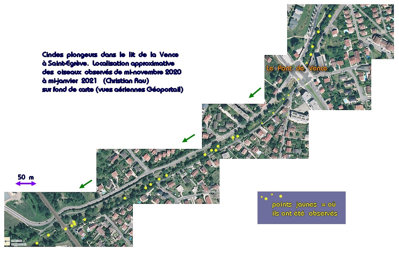 Localisation des observations de cincles - C. Rau au 10/01/2021