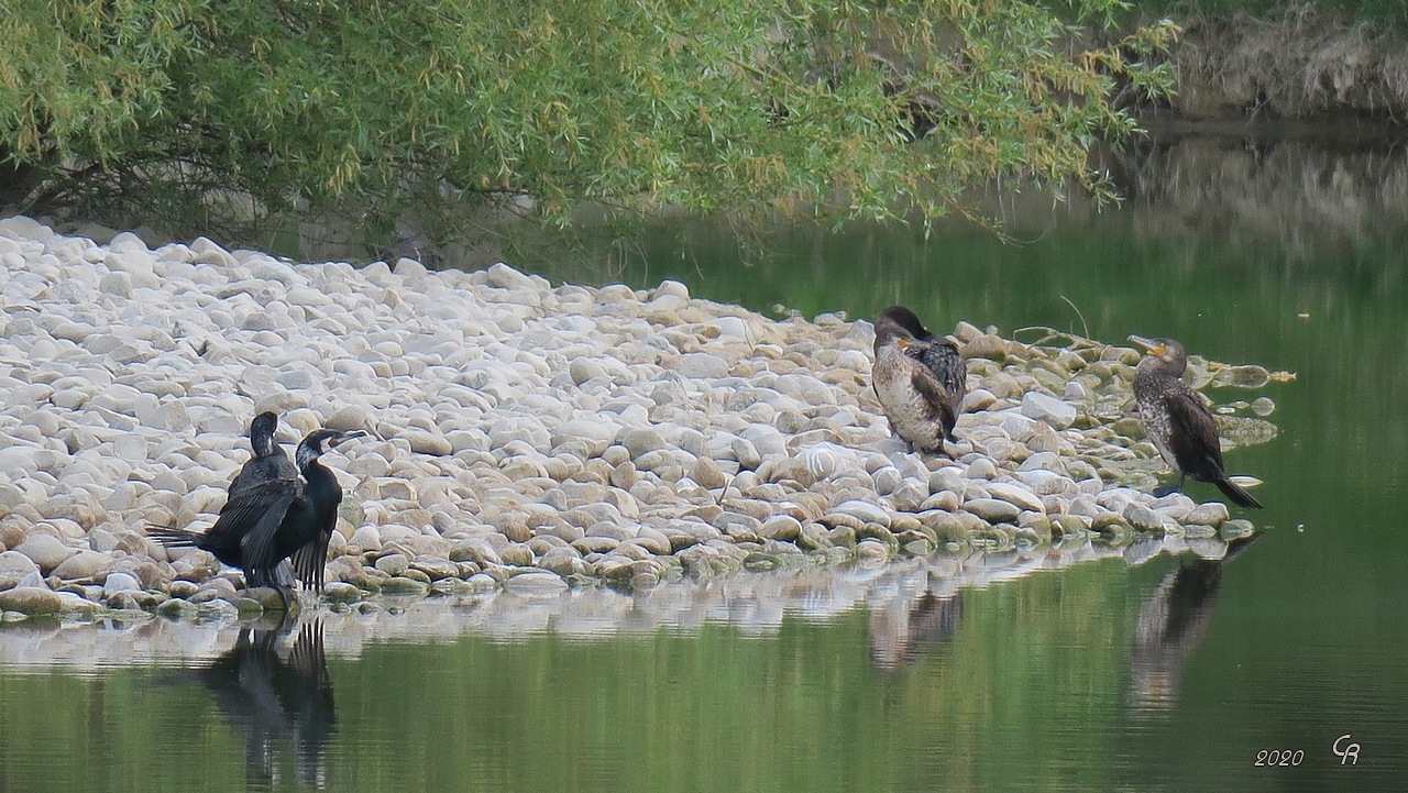 Les cormorans ont investi la plage du lac de Fiancey, interdit à la promenade...