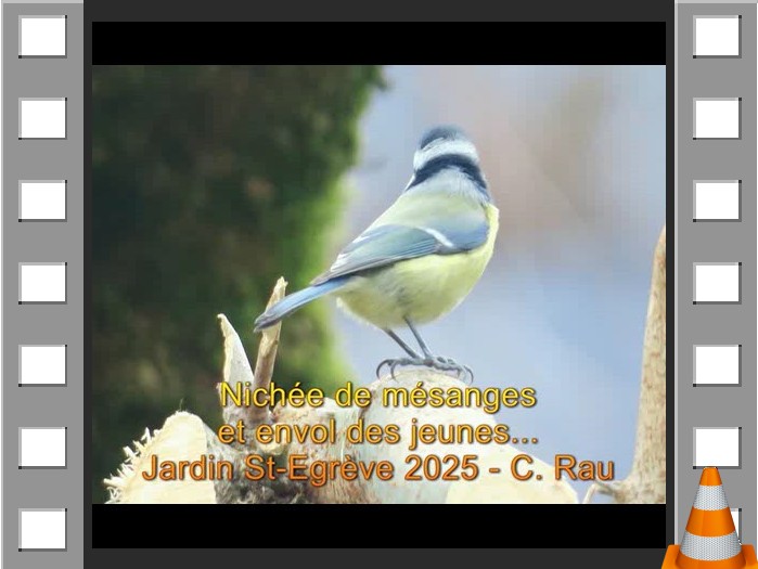 Envol des mésanges 2025 - CR