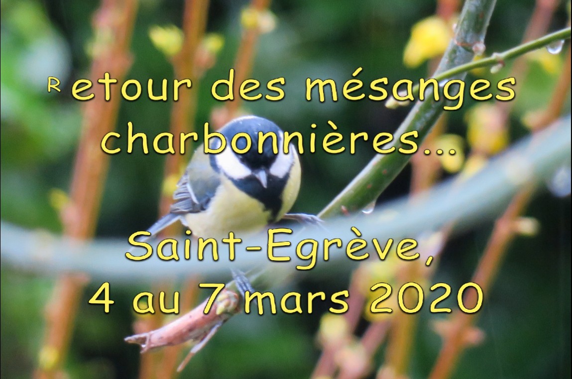 Retour des mésanges 2020 - CR