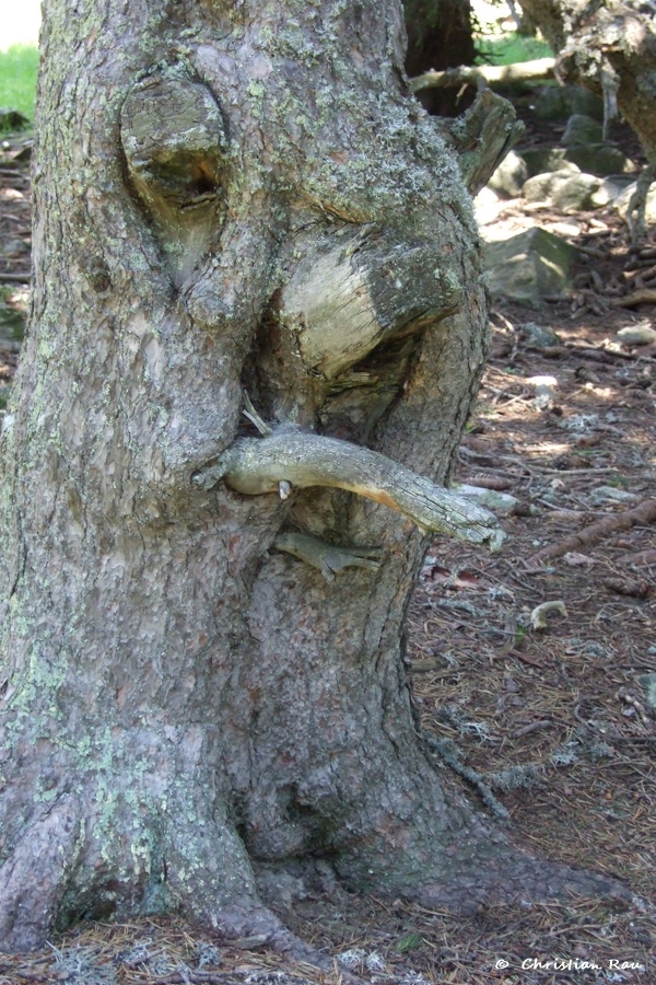 Paréidolie : Imaginez ce que vous voulez ! Photo C. Rau
