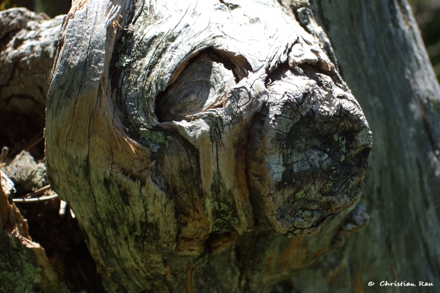 Paréidolie : Imaginez ce que vous voulez ! Photo C. Rau