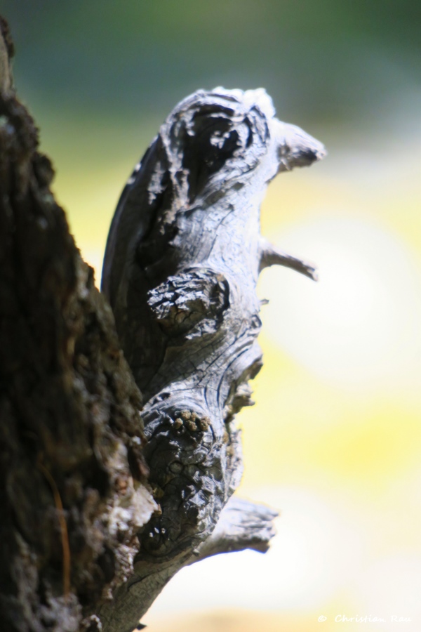 Paréidolie : Imaginez ce que vous voulez ! Photo C. Rau
