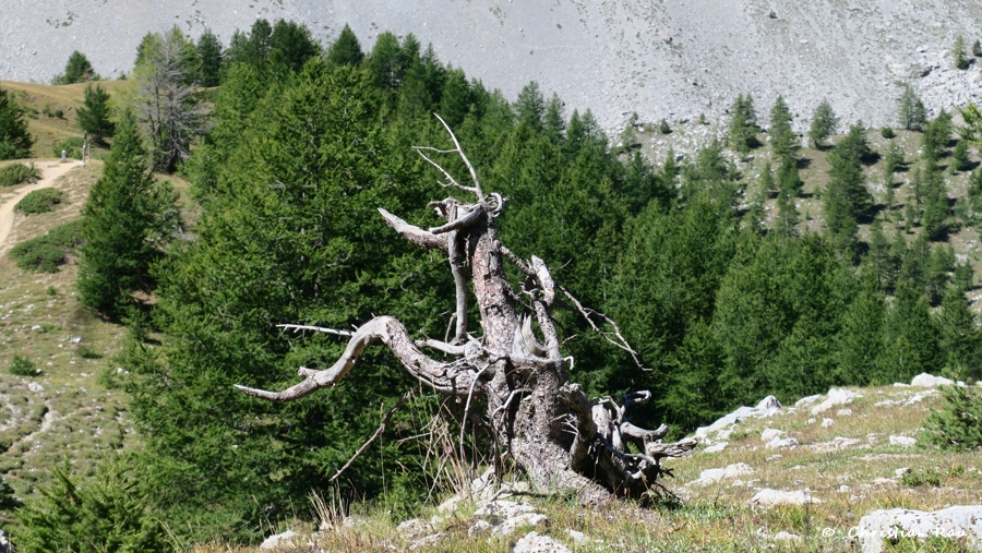 Paréidolie : Imaginez ce que vous voulez ! Photo C. Rau