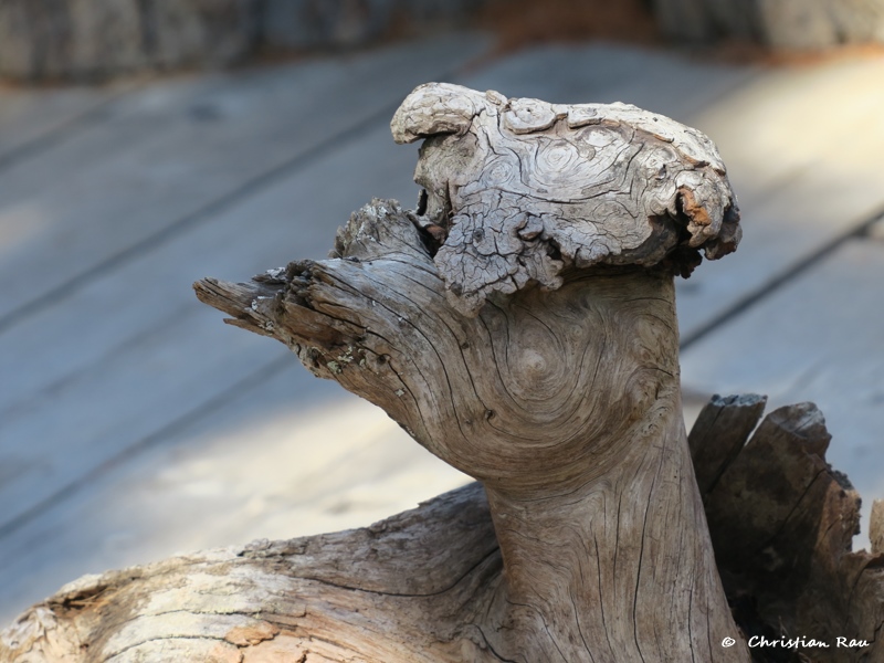 Paréidolie : Imaginez ce que vous voulez ! Photo C. Rau
