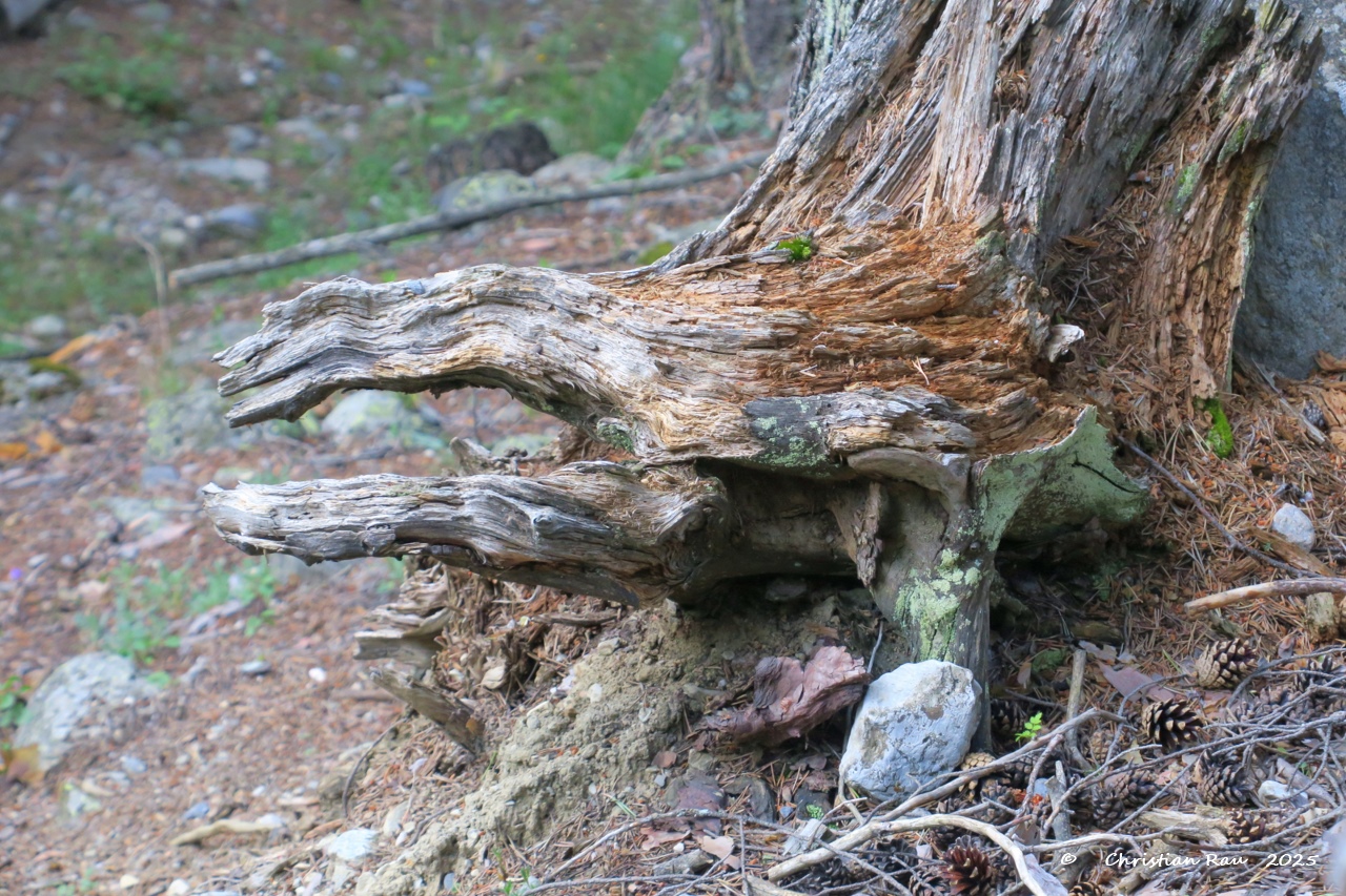 Paréidolie : Imaginez ce que vous voulez ! Photo C. Rau