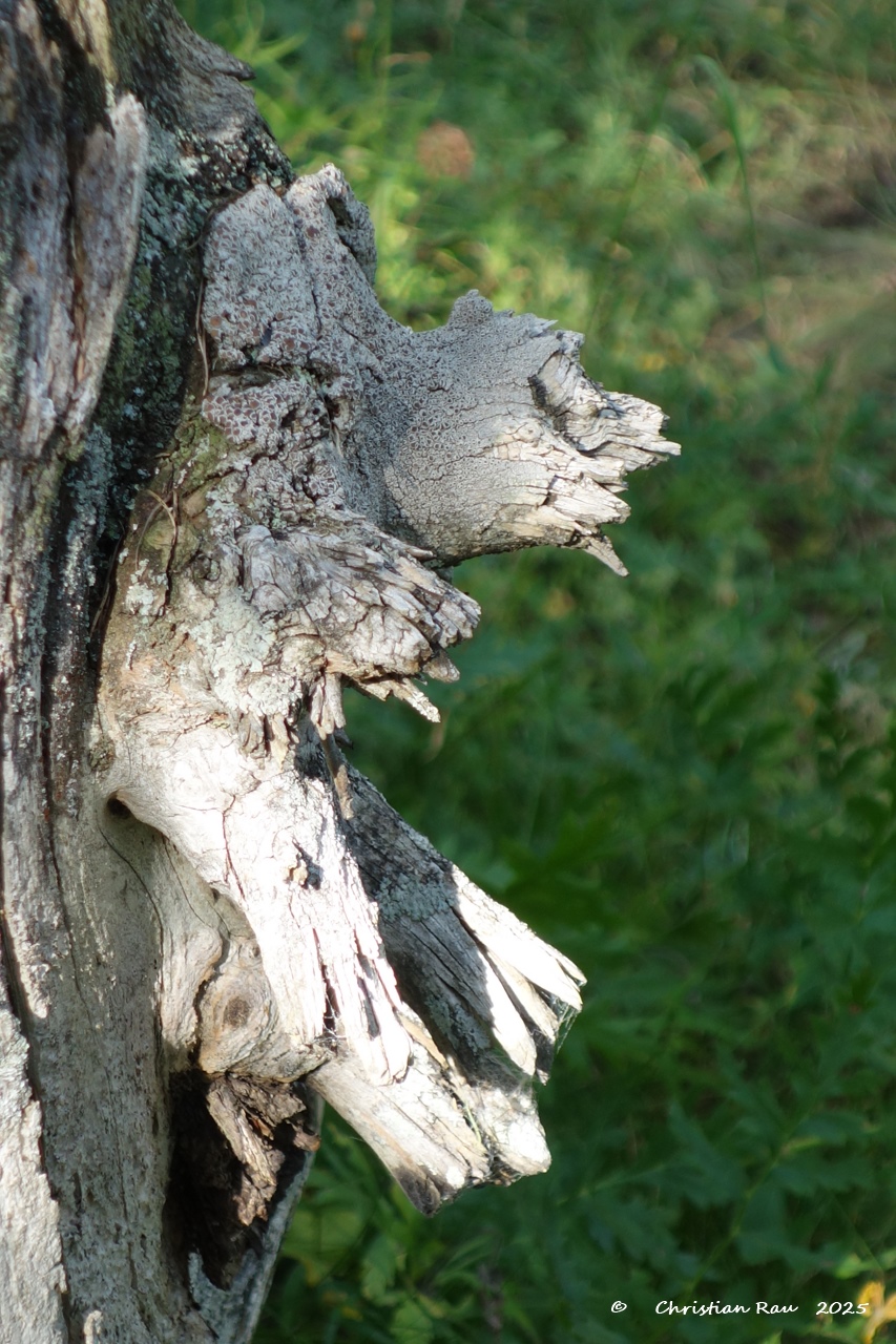 Paréidolie : Imaginez ce que vous voulez ! Photo C. Rau