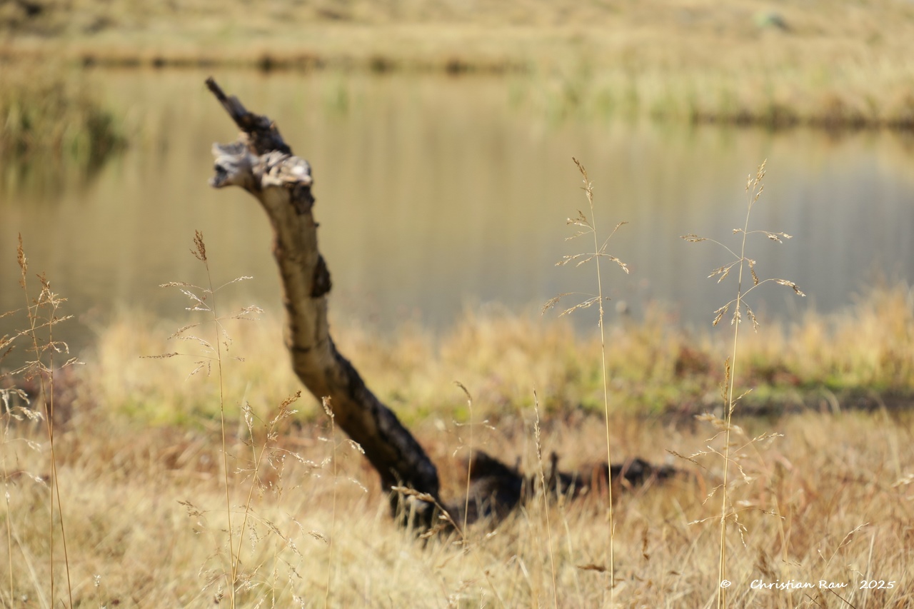 Paréidolie : Imaginez ce que vous voulez ! Photo C. Rau