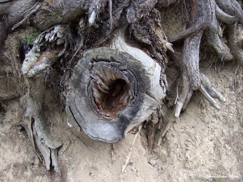 Paréidolie : Imaginez ce que vous voulez ! Photo C. Rau