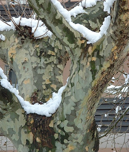 Un tronc de platane recueille de fines guirlandes de neige