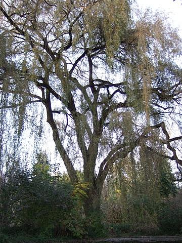 Arboretum de Saint-Martin d'Hères - octobre 2008