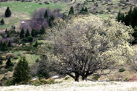 Début de printemps sur les pentes du Sénépy (Isère)