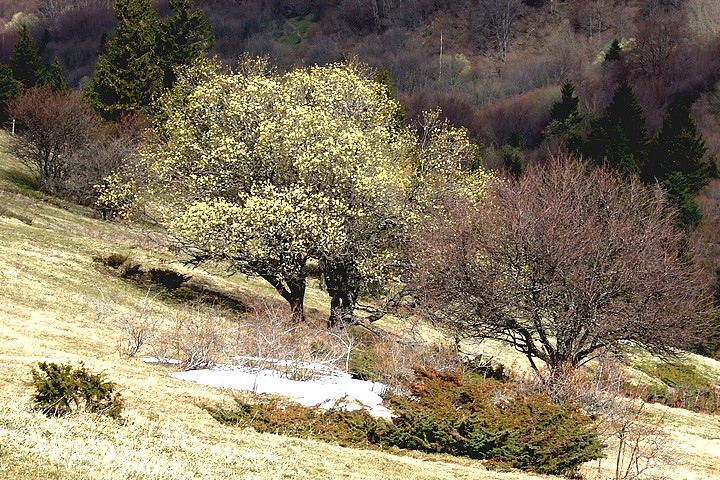 Début de printemps sur les pentes du Sénépy (Isère)