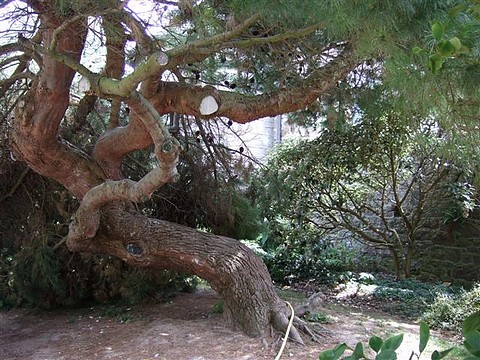 A Tatihou, un arbre qui se dévisse dans un rock (un twist ?) déchaîné... (été 2008)