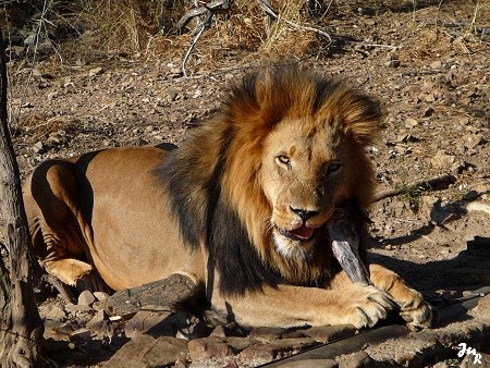 Lion dans la réserve d'Okapuka