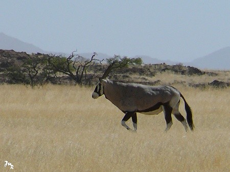 Oryx près de Ganab.