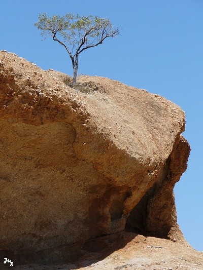 Petit arbre solitaire à Rock Arch
