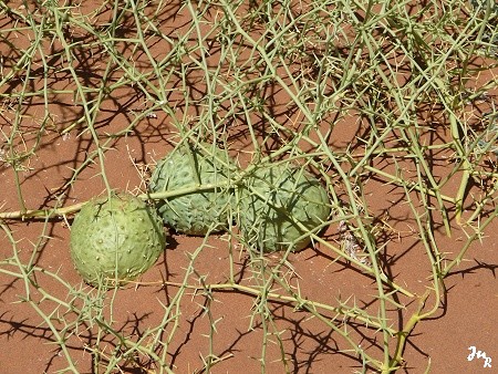 Melons du désert à Sassusvlei, recherchés pour leur réserve d'eau.
