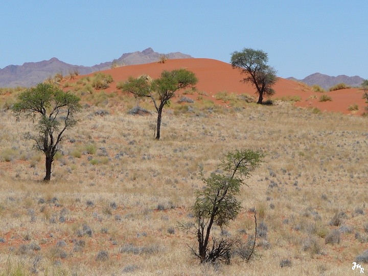 Paysage typique de la Namib Rand Nature Reserve