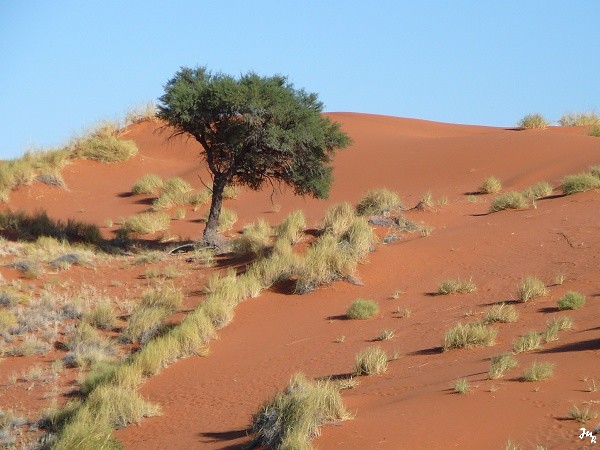 Cordon de dunes de Namib Rand Nature Reserve.