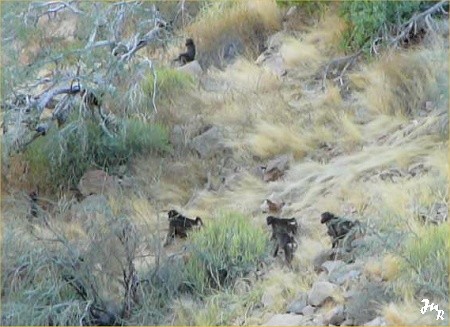 Naukluftberge, babouins
