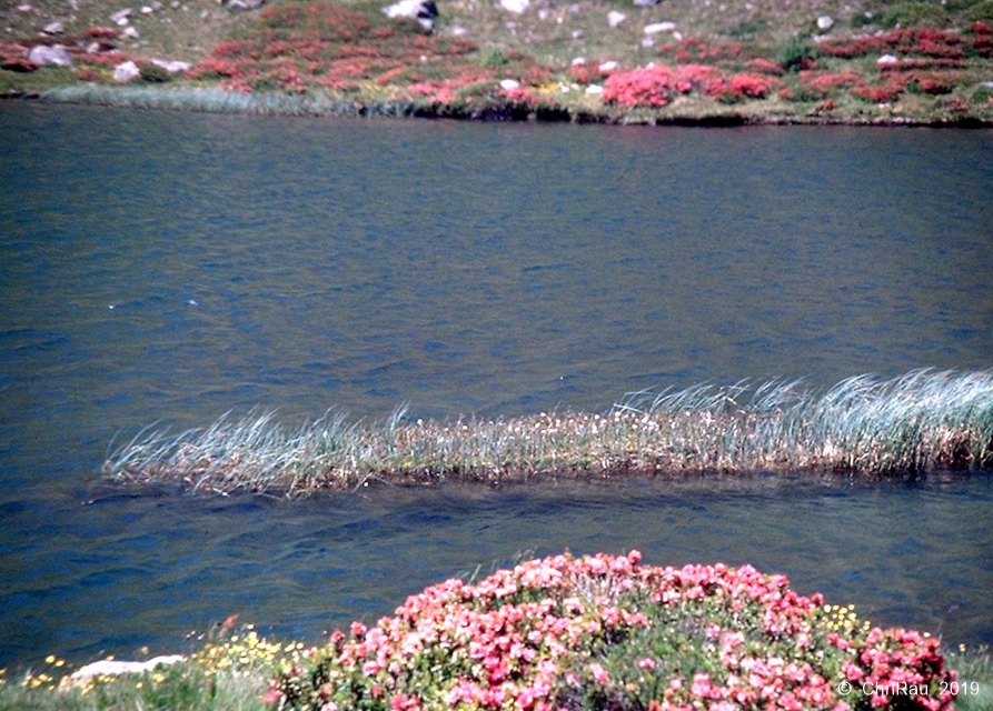 Lac de Cristol, juillet 2001 - C. Rau