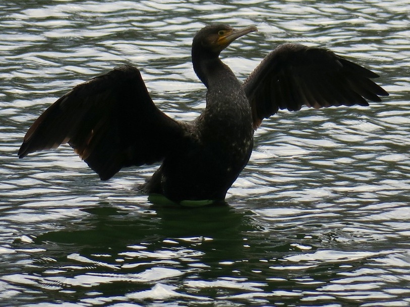 Grand cormoran au  lac de Fiancey, janvier 2021