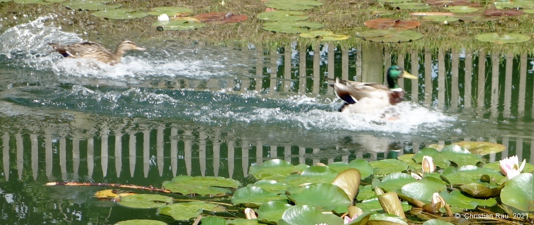 Canard colvert et sa femelle, déversoir du Lac de Fiancey, juin 2018