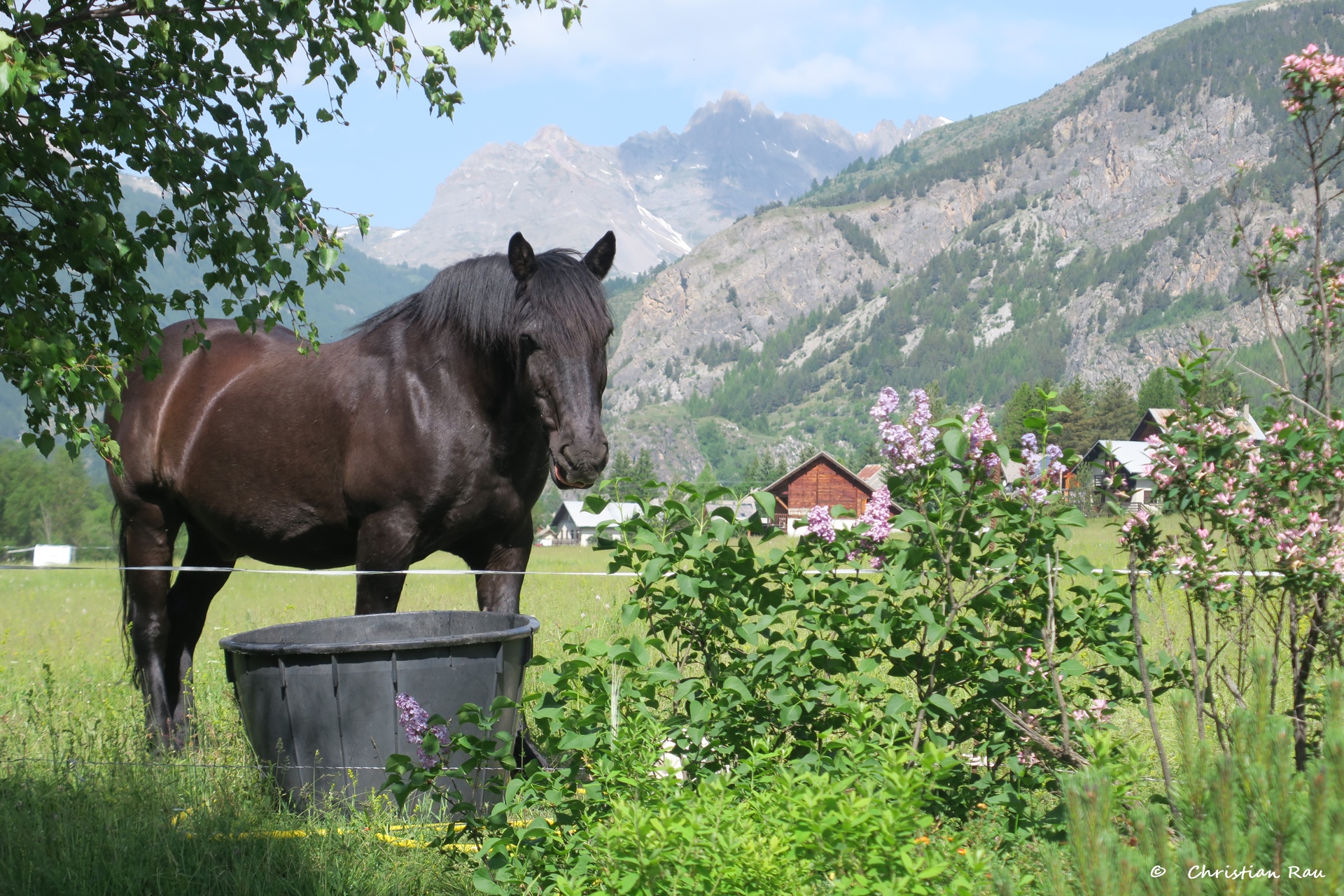 Cheval du Ricou, Vallée de la Clarée, Christian Rau, 06/2025